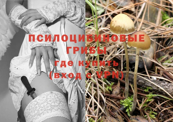шишки Кодинск